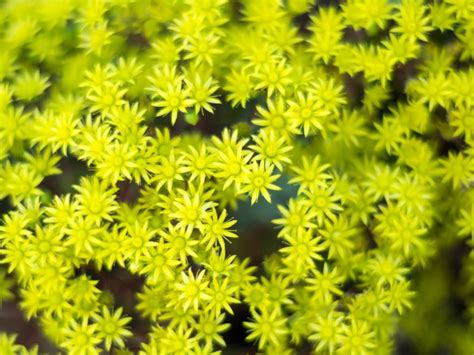 Sedum Plants: Growing Sedum In The Garden | Gardening Know How