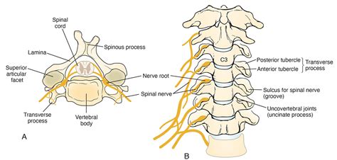 Cervical vertebral anatomy | Battista Illustration