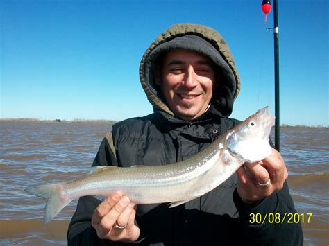 Guia De Pesca En Berisso Altapesca Llegaron Los Bagres De Mar