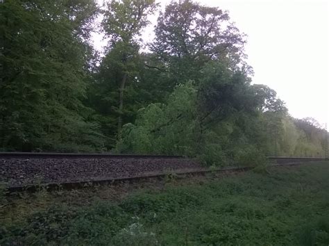 Zugverkehr Zwischen Hamm Und M Nster Eingeschr Nkt Baum Auf Oberleitung