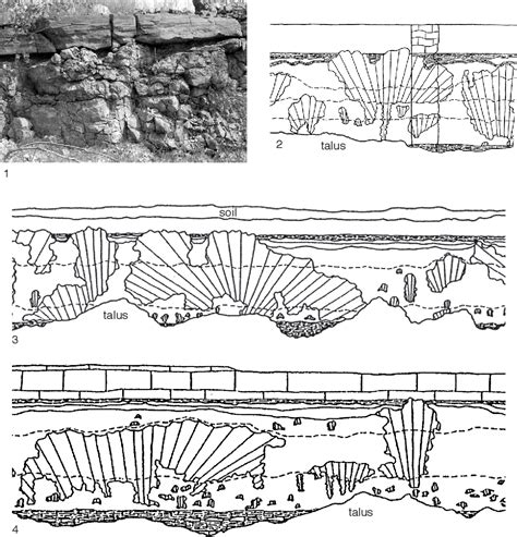 Figure 90 from FUNCTIONAL MORPHOLOGY OF THE FOSSIL HYPERCALCIFIED ...