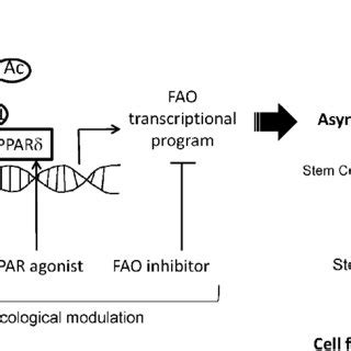 A Model For Regulation Of Asymmetric Division By Pml Ppar Fatty Acid