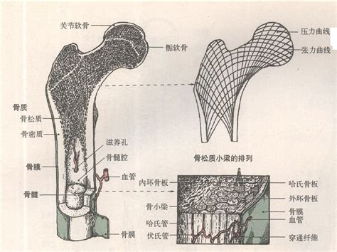 骨的构造 运动解剖学 图片