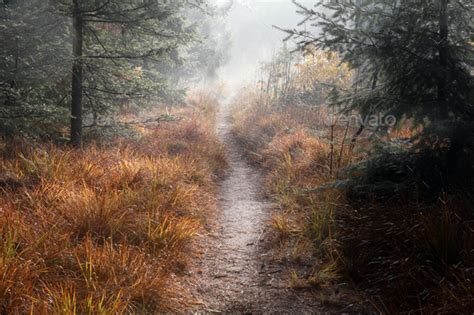 path in misty autumn forest Stock Photo by catolla | PhotoDune