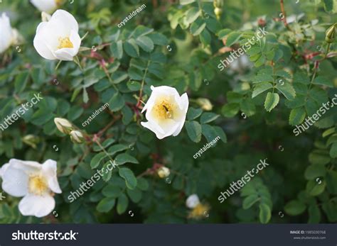 39 Thrips On Rose Images, Stock Photos & Vectors | Shutterstock