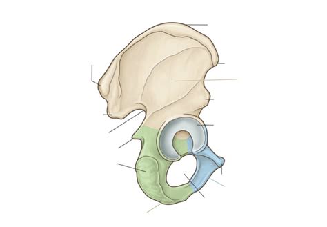 Pelvic Features Diagram | Quizlet