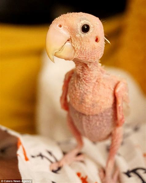 Rhea The Naked Bird Gains Instagram Following After Losing 20300 Hot