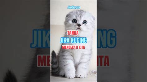 Tanda Jika Kita Di Dekati Kucing Feedshorts Allahuakbar Islam