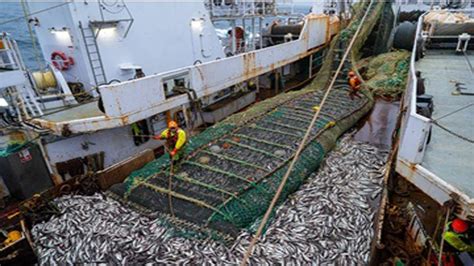 Harvesting Fish Big Net Fishing On The Sea Huge Fishing Nets Catch