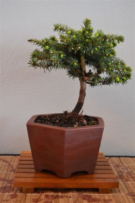 Birds Nest Spruce Bonsai Journey