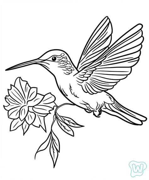 21 Colibrí Para Colorear Descargue E Imprima Gratis