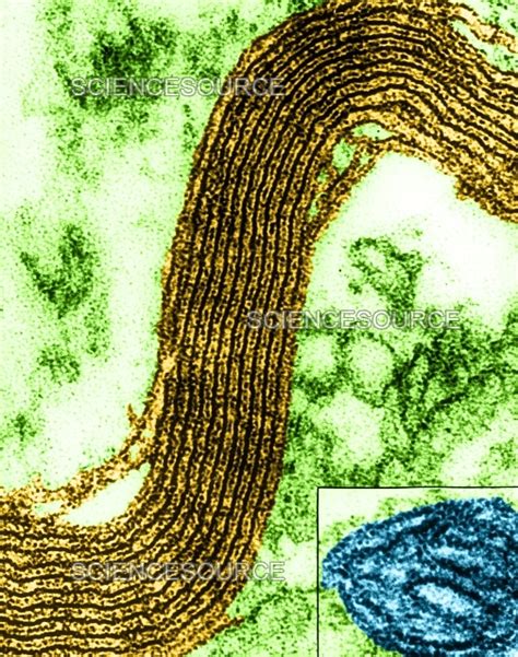 Photograph Cell Structure Myelin Sheath Tem Science Source Images