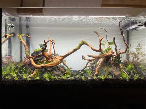 First aquascape. Is the light good enough for a planted tank? : r/Aquascape