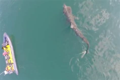 Drone Captures Footage Of Huge Shark Swimming Off Ireland Coast