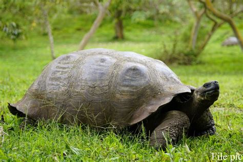 Pariwisata Kembali Pulih Di Kepulauan Galapagos Antara News