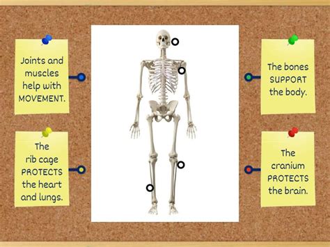 Function of the skeleton - Labelled diagram