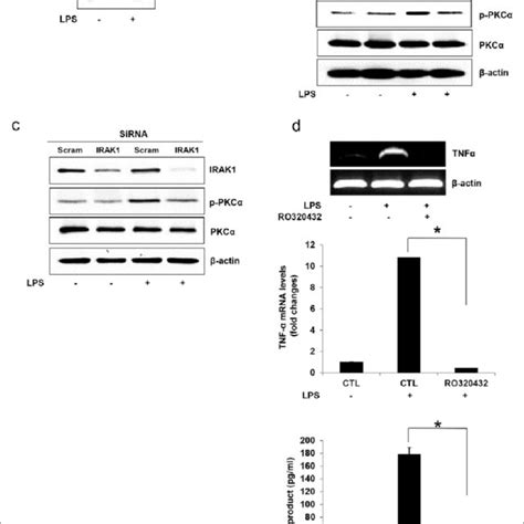 A Model Of The Signaling Pathway Involved In Lps Induced Tnf α