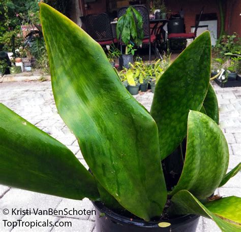 Sansevieria Masoniana Giant Variegated Whale Tail Giant Snake Plant