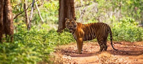 Kali Tiger Reserve Dandeli