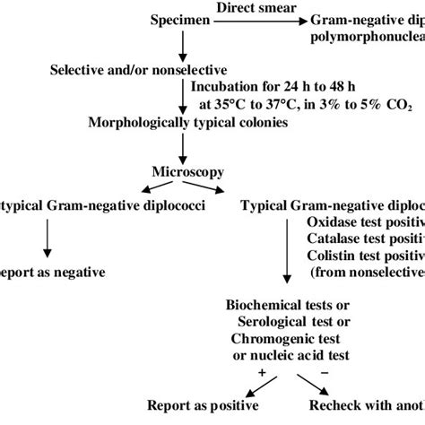 Algorithm For Culture And Identification Of Neisseria Gonorrhoeae