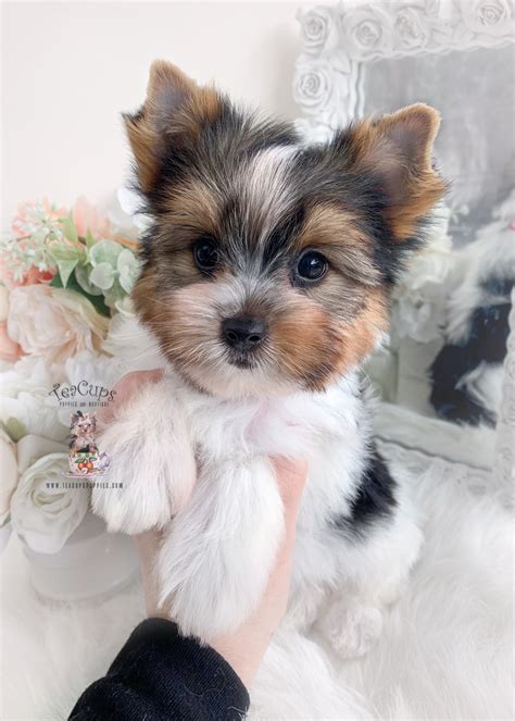 Parti Yorkie A Teacup Puppies Boutique