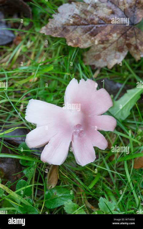 Pink Gilled Mushroom Hi Res Stock Photography And Images Alamy