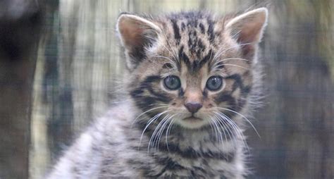 Adorable Photos Show a Newborn Litter of Critically-Endangered Scottish ...