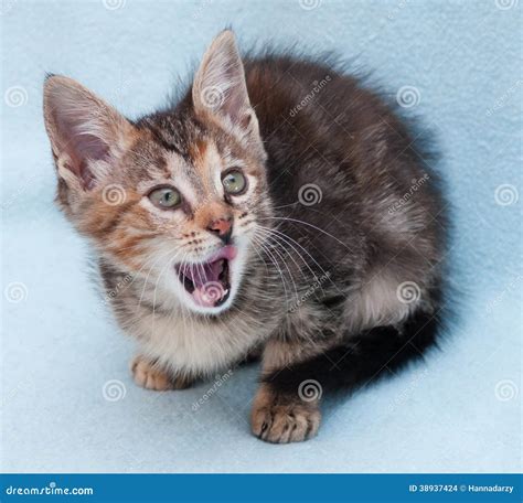 O Gatinho Tricolor Olhos Verdes Boceja Sua Língua Foto de Stock