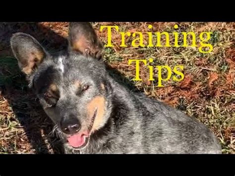 Blue Heeler Training Tips - YouTube