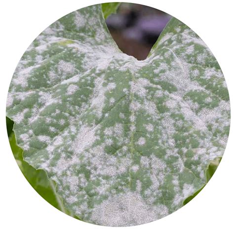 Tips To Prevent Powdery Mildew Greenplanet Nutrients Canada