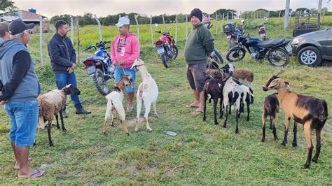 Feira De Caprinos E Ovinos Em Cruzes De Panelas Pe Nordeste