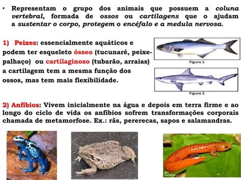 Animais Vertebrados Parte 1 Peixes Anfíbios E Répteis Ppt