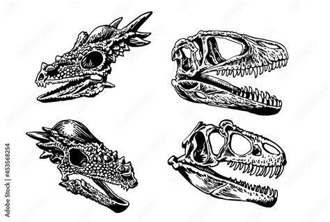 Vector Graphical Set Of Skulls Of Pachycephalosaurus And Tyrannosaurus