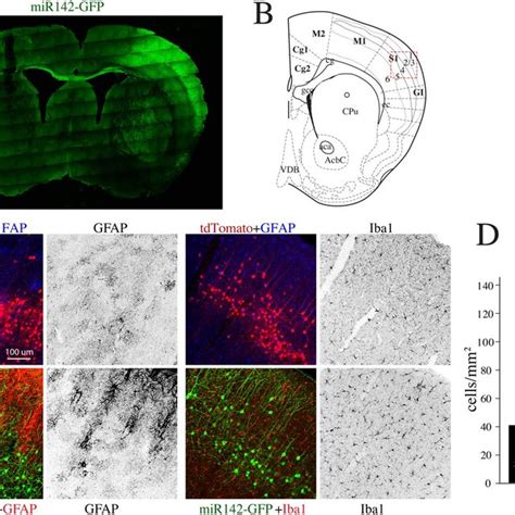 MiR142 OE Results In Increase In Microglia And Astrocytes A Whole