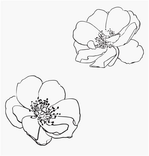 Wild Rose Flower Line Drawing, HD Png Download - kindpng