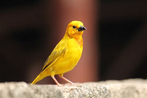 canary thepetsportalcom