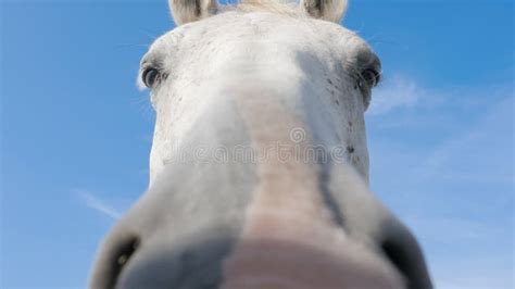 Horse, Close Up of Face. White Horse Looking Directly at Camera with ...