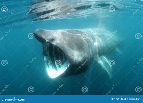 Basking Shark Feeding Off Cornwall Coast Stock Photo Image Of