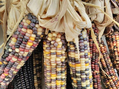 Colorful Corn Free Stock Photo - Public Domain Pictures