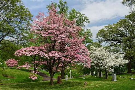 6 Types of Dwarf Dogwood Trees with Pictures - Plantglossary