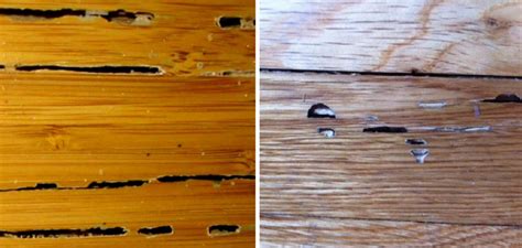 How To Treat Termites In Hardwood Floors 10 Easy Steps