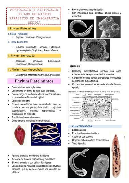 Morfología Y Fisiología De Los Helmintos Parásitos De Importancia Médica Morfología Medicina