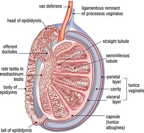 Sebaceous Cysts On Scrotum