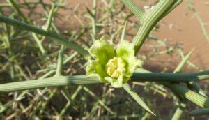 Nara Melons Bread Of The Namib Desert Bushguide 101