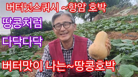 호박 원줄기에서 10개 수확 가능버터맛이 나는 땅콩호박다수확 품종 버터넛스쿼시 참샘골호박농원 호박명인 Youtube