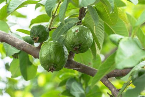 Como Cultivar Uma Goiabeira Em Casa E Aproveitar Todos Os Benef Cios Da