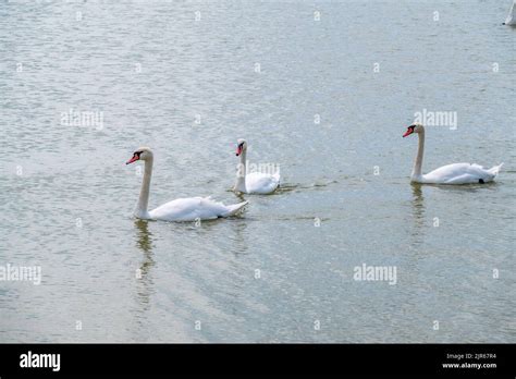 Drei anmutige weiße Schwäne schwimmen im See Schwäne in freier