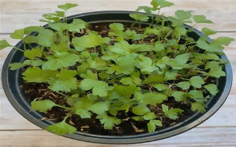 Growing Parsley From Seed A Step By Step Guide