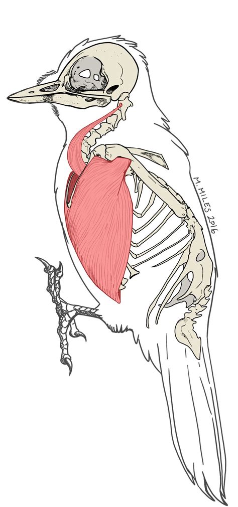 Woodpecker Diurnal Or Nocturnal Unraveling The Mystery Birds Of The Wild