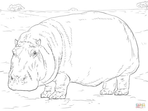 Coloriage Hippopotame Coloriages à imprimer gratuits